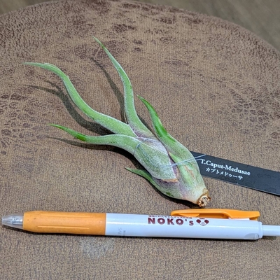 アルカンタレア　グラリオサ　バリエイゲット　斑入り超レア子株特売 2025年最新】アルカンタレアの人気アイテム - メルカリ