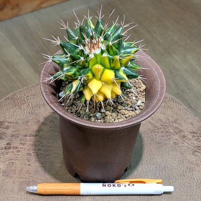 ◎ 新入荷 ◎ | NOKO's