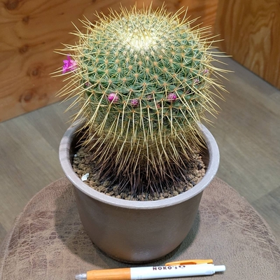 マミラリア 銀砂丸 ５号◎現品販売◎