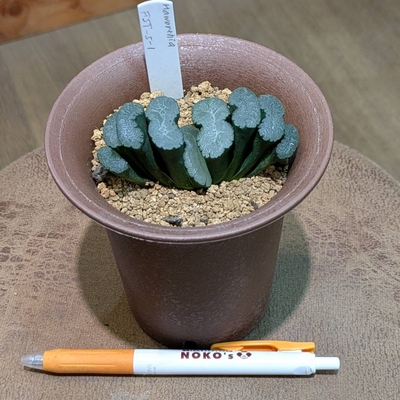 ハオルチア FST-5-1 ３.５号◎現品販売◎