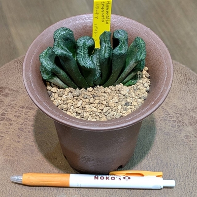 ハオルチア パイレーツ ３.５号◎現品販売◎