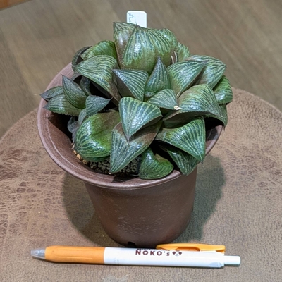 ハオルチア 丸山スプレンデンス ３.５号◎現品販売◎