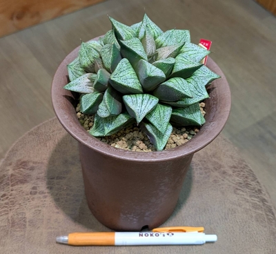 ハオルチア 青木特白ダルマピクタNO.９✕紅葉ピクタ ４号