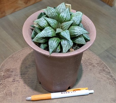 ハオルチア 黒ピクタ✕踊り子 ４号 ◎現品販売◎