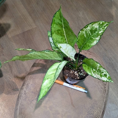 アグラオネマ サイアムパラゴン ３.５号 ◎現品販売◎