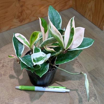 ホヤ リップカラー ３号