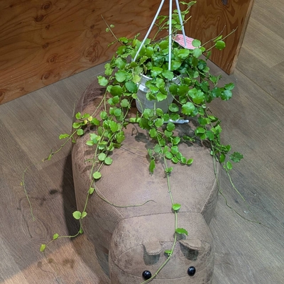 ホヤ ヘンダウエンシス ４号