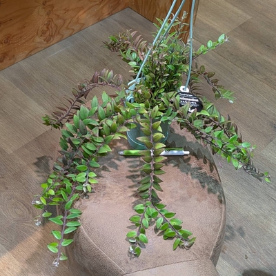 【紅葉中✨】エスキナンサス レッドスター ３.５号