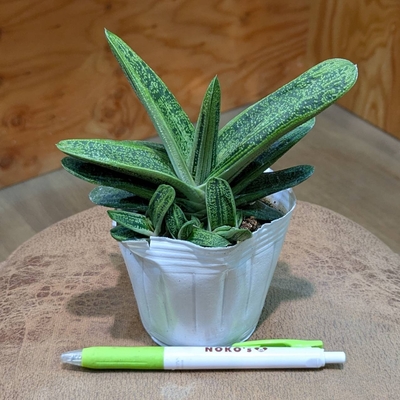 ガステリア リトルワーティー ３号 