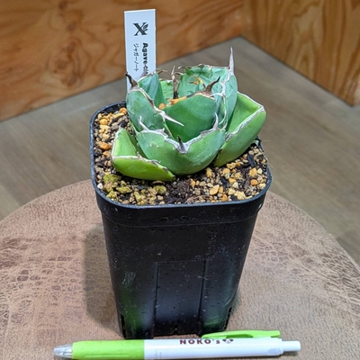 【破壊神✨】アガベ チタノタ ジャガーノート ３.５号