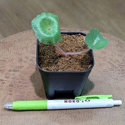 【ワインカップ🍷】クラッスラ ウンベラ ２.５号