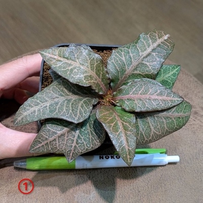 【実生✨】ユーフォルビア フランコイシー ３号 ① ◎現品販売◎