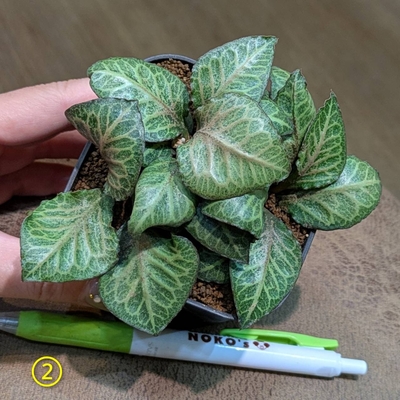 【実生✨】ユーフォルビア フランコイシー ３号 ② ◎現品販売◎