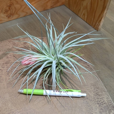 チランジア コットンキャンディー 