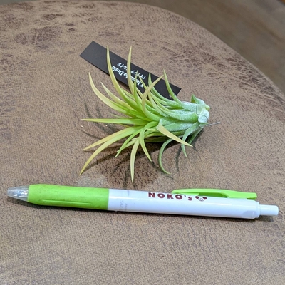 イオナンタ ドルイド