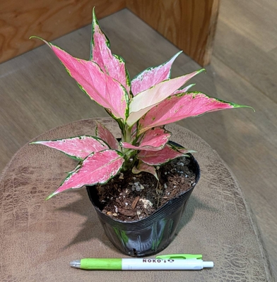 アグラオネマ/ディフェンバキア | NOKO's