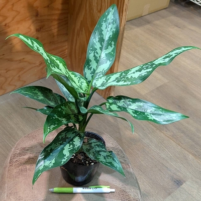 アグラオネマ マリア ３.５号