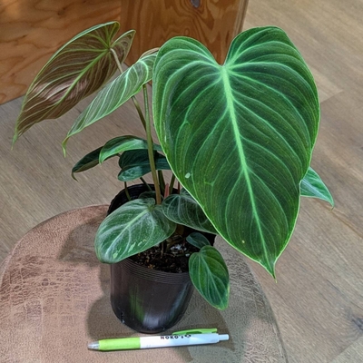 フィロデンドロン エルチョコレッド ３.５号