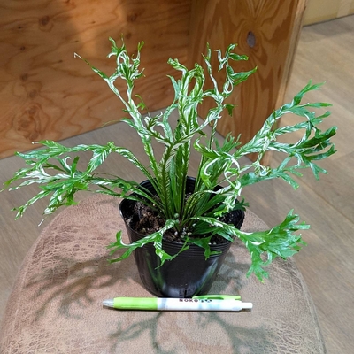 【オオタニワタリの斑入り✨】アスプレニウム ニダスバリエガータ ３.５号