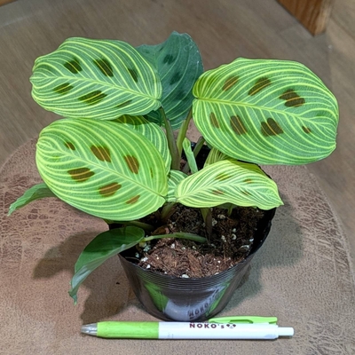 マランタ ライトベインズ ３.５号