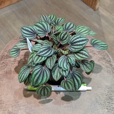 ペペロミア ペッパーミル ３号 