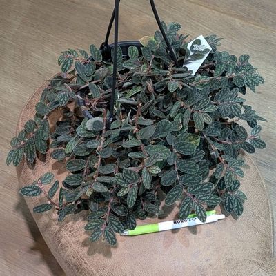 ペリオニア プルクラ ５号 