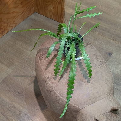 ジグザグサボテン ３.５号