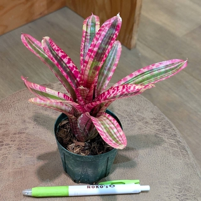 ◎ 新入荷 ◎ | NOKO's