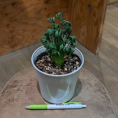 アルブカ スピラリスフリズルシズル ４号