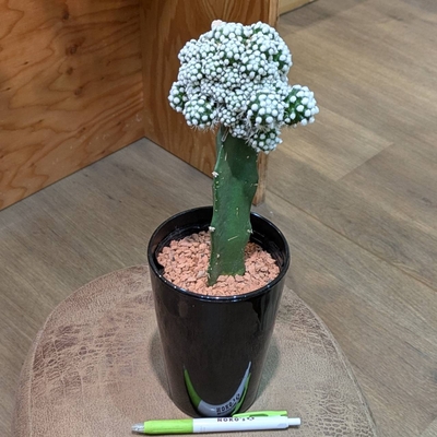 サボテン 接ぎ木 ４号 ◎現品販売◎