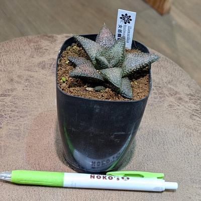 ◎ 新入荷 ◎ | NOKO's