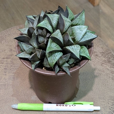 ハオルチア GM452スプレンIK-No.-2 ３.５号 ◎現品販売◎