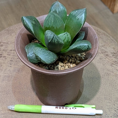 ハオルチア 桃太郎 ３.５号 ◎現品販売◎