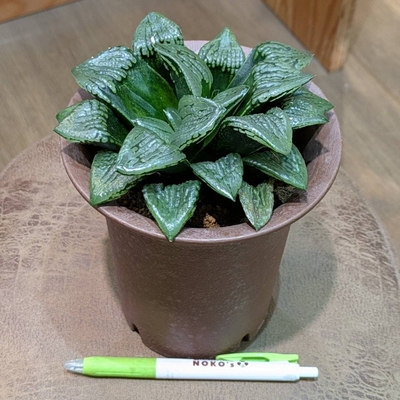 ハオルチア コンプトニアナ ガラスのマリー ３.５号  ◎現品販売◎