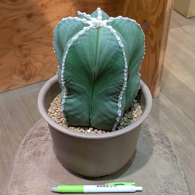 ◎ 新入荷 ◎ | NOKO's