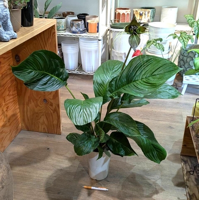 【別名ブラックキャット🐈】タッカシャントリエリ ６号