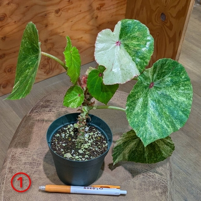 ベゴニア ルージュバリエゲイテッド ３.５号 ① ◎現品販売◎