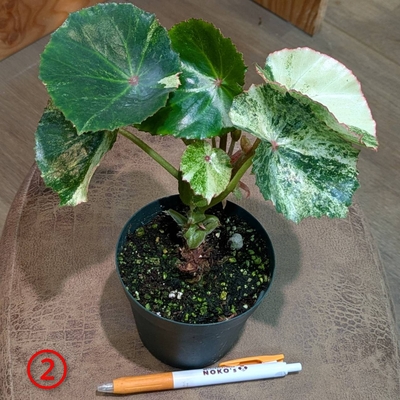 ベゴニア ルージュバリエゲイテッド ３.５号 ② ◎現品販売◎