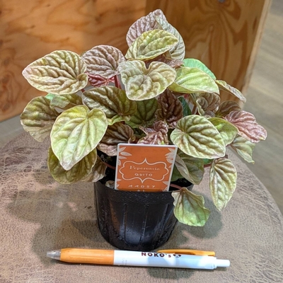 ペペロミア キト ３号