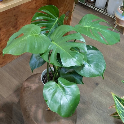 モンステラ ６号