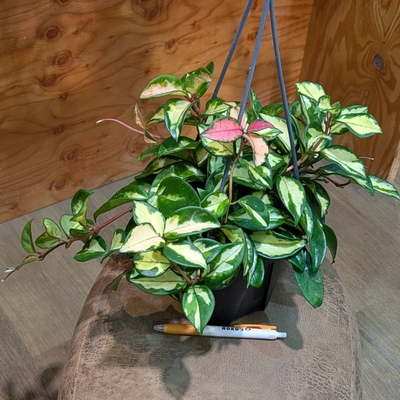 ホヤ カルノーサトリカラー ５号