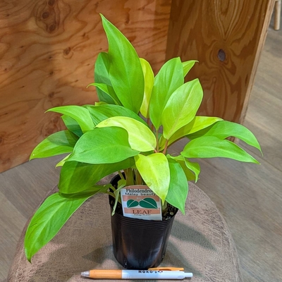 フィロデンドロン マレービューティー ３号