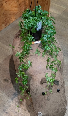 シュガーバイン ４号