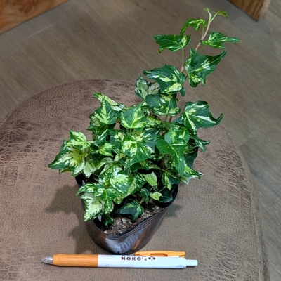 ヘデラ ジェティー ３号