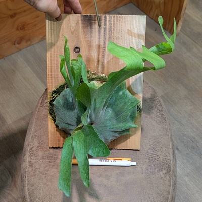 コウモリラン グランデ ◎現品販売◎