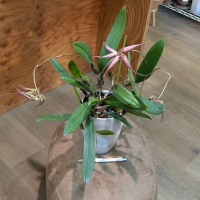 バルボフィラム ４号 ◎現品販売◎  