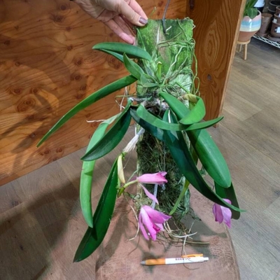 カフザカラ属ミカワトパーズ ラブリースターズ ◎現品販売◎