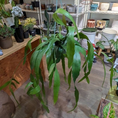 エピフィラム 月下美人 ５号 