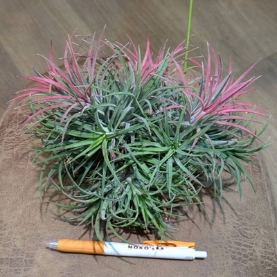 アナナス イオナンタ ボール