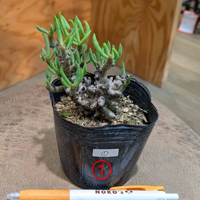 【ちびサっこサイズ👶✨】チレコドン ブックホルジアヌス ３号 ①